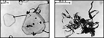 [写真]ハロゲン化銀の現像過程の顕微鏡写真（左）現像の始まり（右）現像の終了