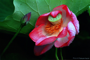 finepix_01