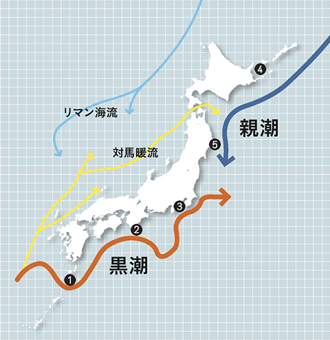 黒潮と親潮・5つの海域 イメージ図