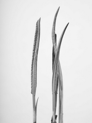 [Image]「Under the Purple sky（紫の空の下で）」