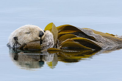 [Image]「The Oregon Otter Gap（オレゴンのラッコが語る現実）」